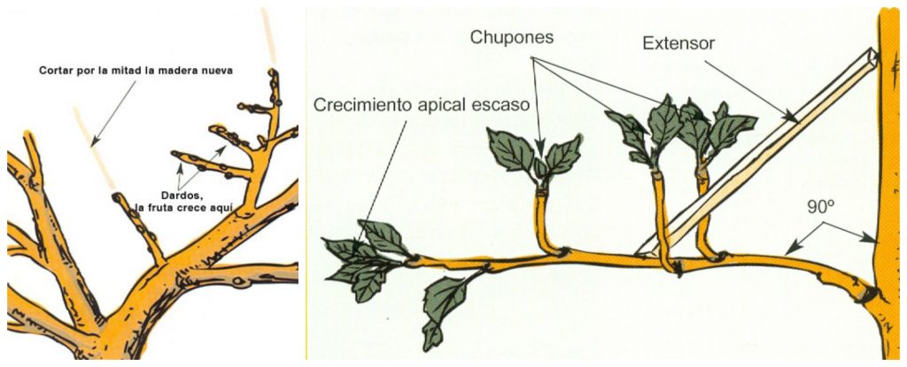 Dominando el arte de la poda: Cómo podar los frutales para un crecimiento saludable y abundante