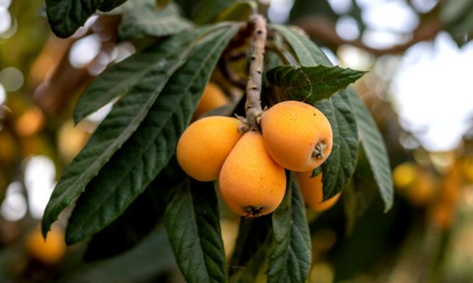 El arte de plantar un hueso de níspero: guía paso a paso para el éxito en tu jardín