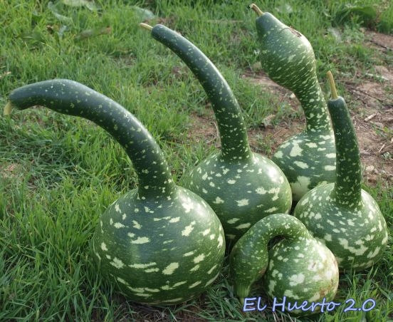 El encanto de la calabaza peregrina: variedades, cultivo y propiedades