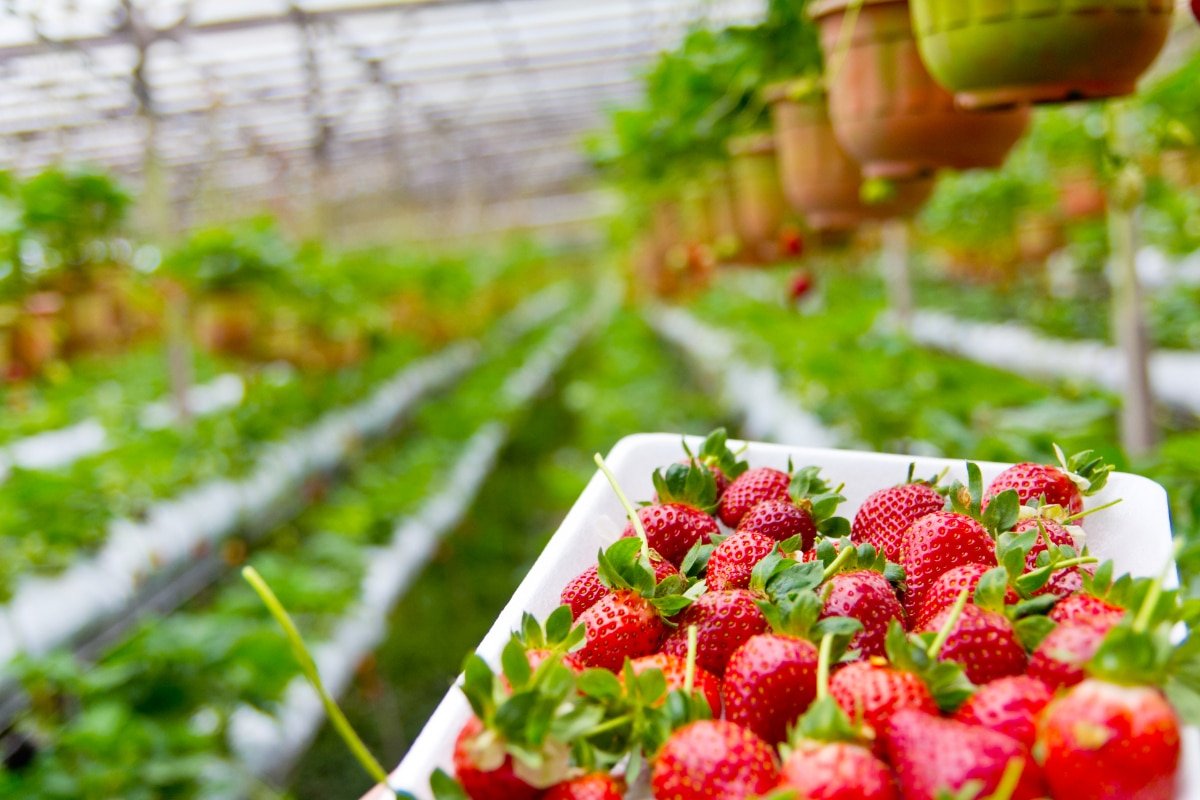 El mejor momento para sembrar fresas en España