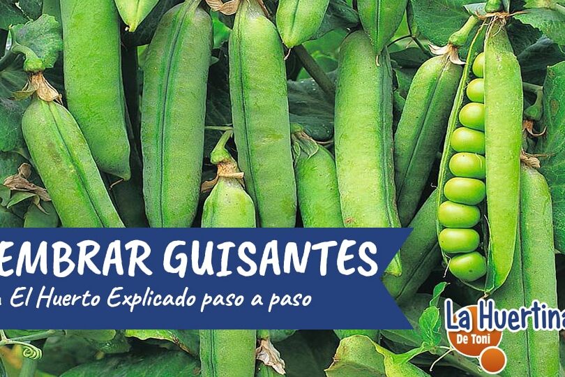 El mejor momento para sembrar guisantes en España: consejos y recomendaciones