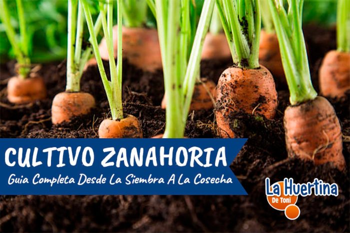 El mejor momento para sembrar zanahorias en España: Guía completa