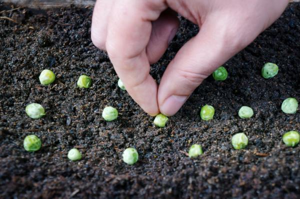 El momento adecuado: ¿Cuándo se plantan los guisantes?