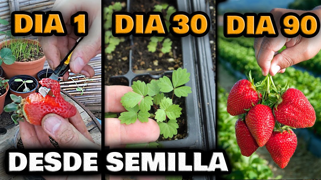 El momento ideal: Cuándo sembrar las fresas y asegurar una cosecha exitosa