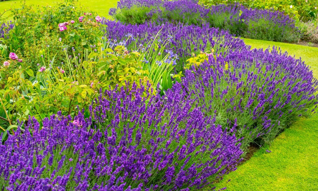 El momento ideal: Cuándo sembrar lavanda en España para un jardín aromático perfecto