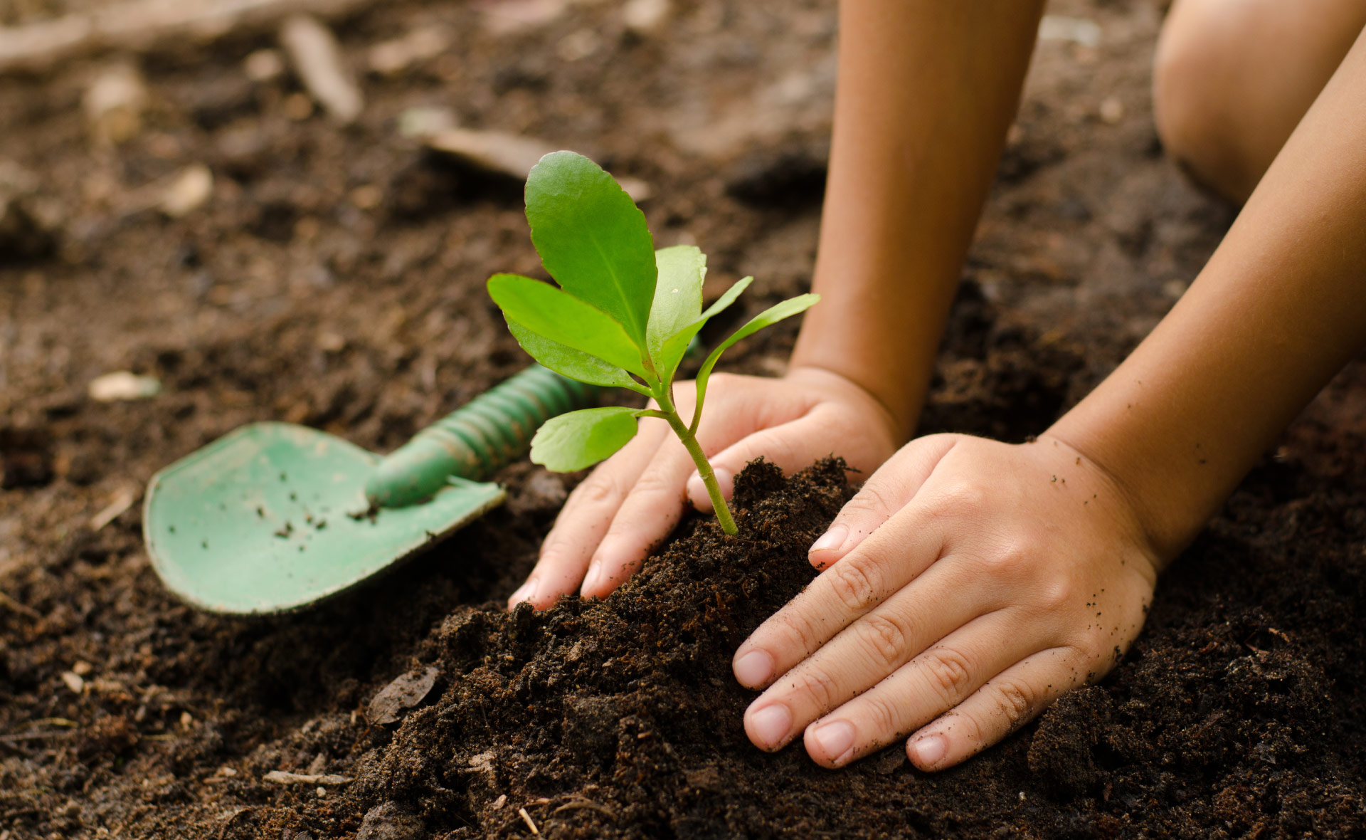 El poder del compostaje: cómo convertir tus desechos orgánicos en un abono natural y nutritivo para tus plantas