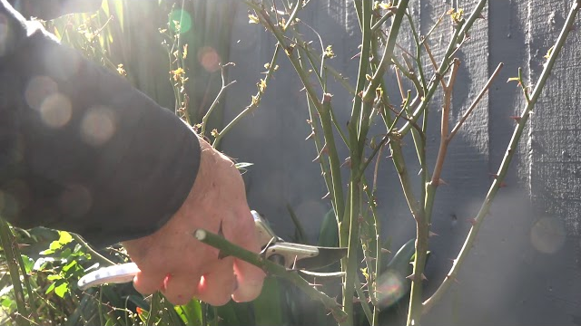 Fotos paso a paso: Cómo podar un rosal y revitalizar su belleza