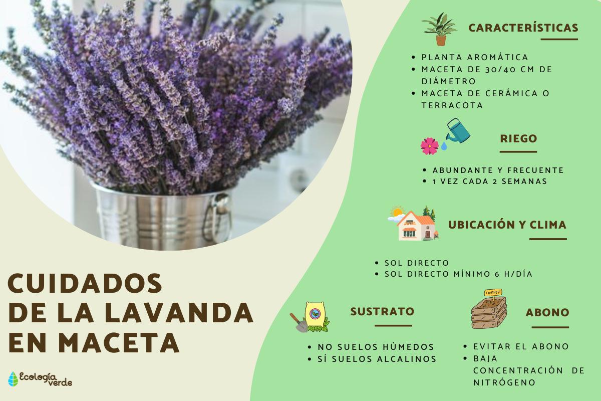 Guía completa: Aprende cómo plantar lavanda y disfruta de su aroma y belleza en tu jardín