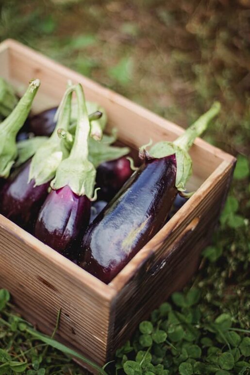 Guía completa: Cómo cultivar la berenjena con éxito en tu huerto