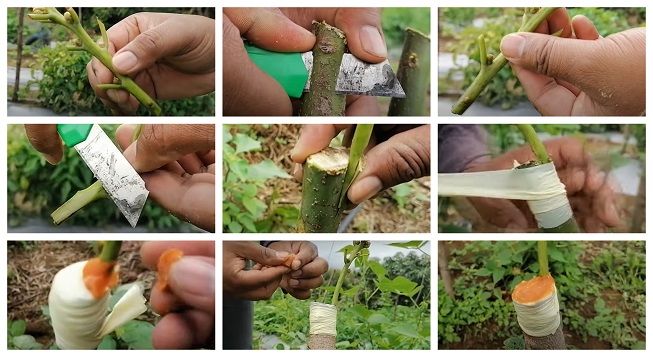 Guía completa: Cómo injertar aguacate paso a paso para un crecimiento saludable