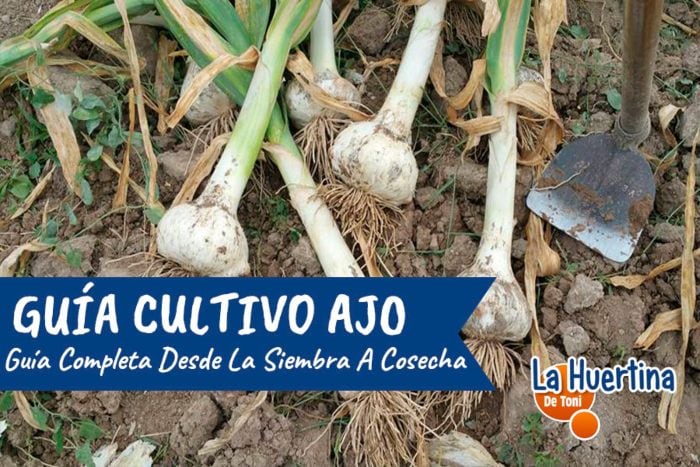 Guía completa: Cómo plantar ajos en el huerto y obtener una cosecha exitosa