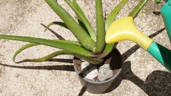 Guía completa: Cómo plantar aloe vera sin raíces y obtener una planta saludable