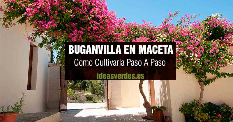 Guía completa: Cómo plantar buganvillas en macetas paso a paso