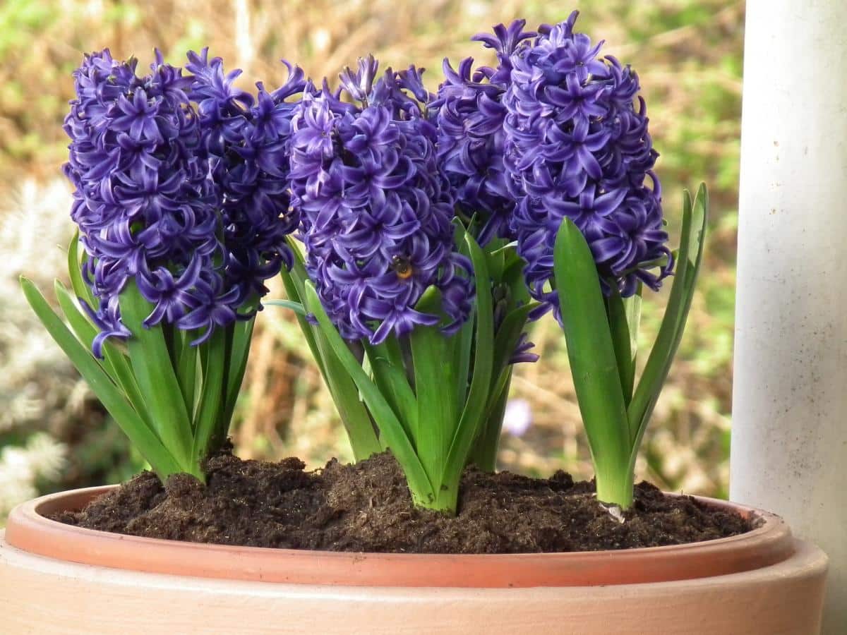 Guía completa: cómo plantar bulbos de jacintos correctamente para un jardín floreciente