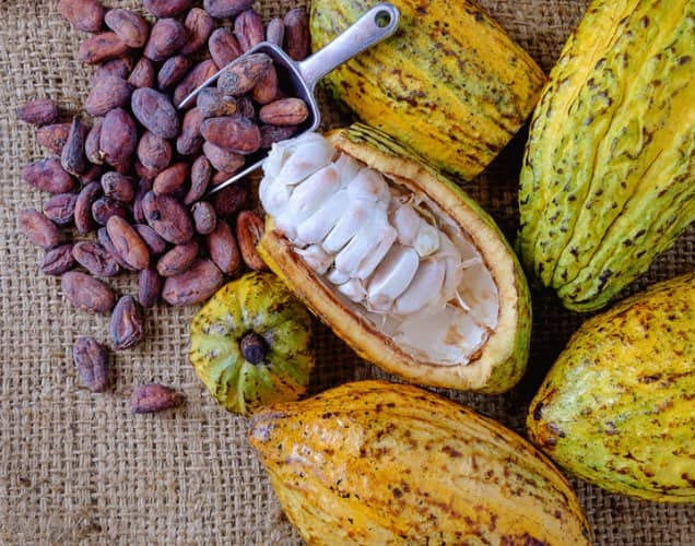 Guía completa: cómo plantar cacao y obtener un delicioso chocolate casero