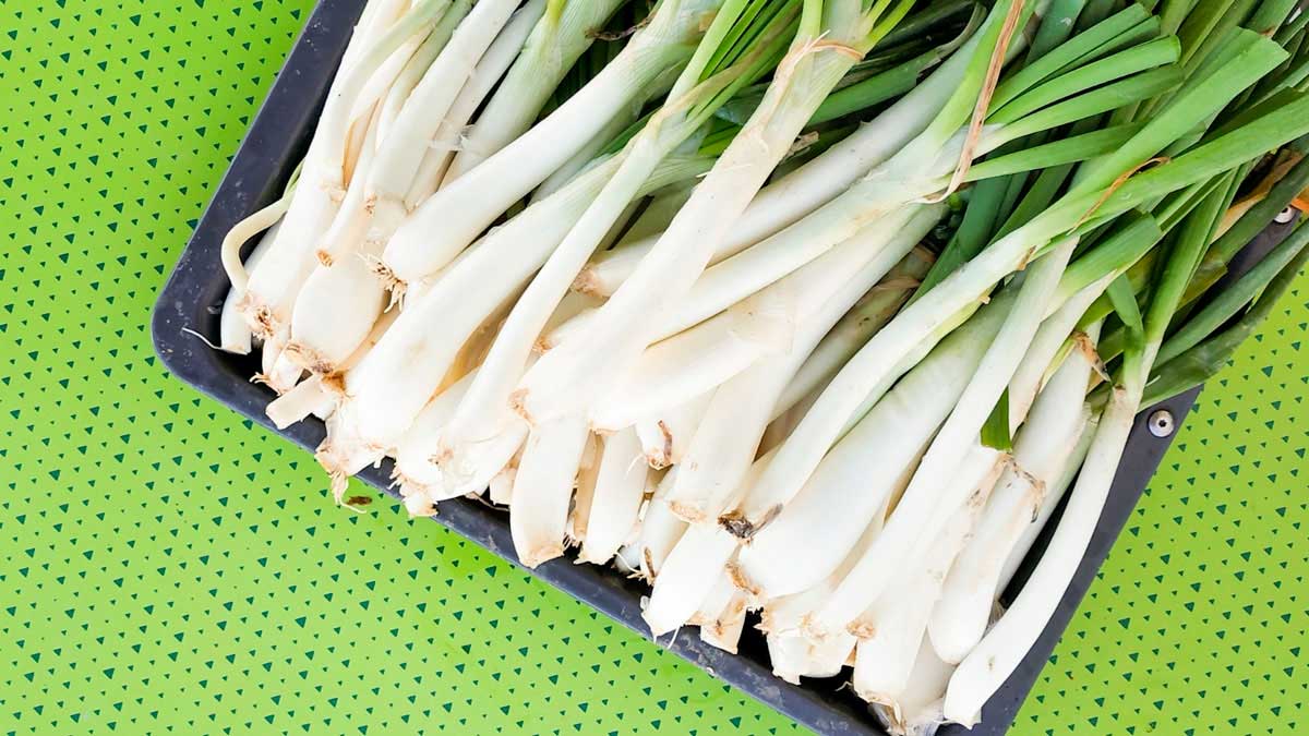 Guía completa: Cómo plantar calsots paso a paso para disfrutar de su delicioso sabor en casa