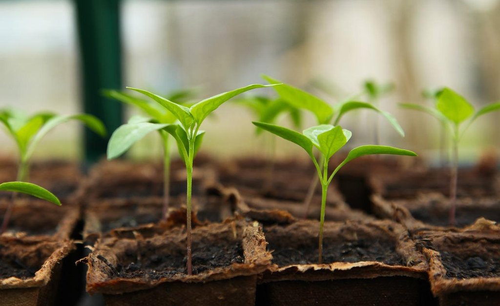 Guía completa: Cómo plantar chiles en macetas y disfrutar de tus propios cultivos caseros