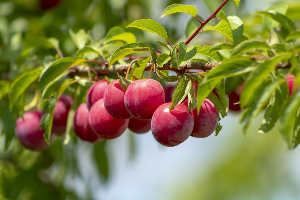 Guía completa: cómo plantar ciruelas y obtener una abundante cosecha