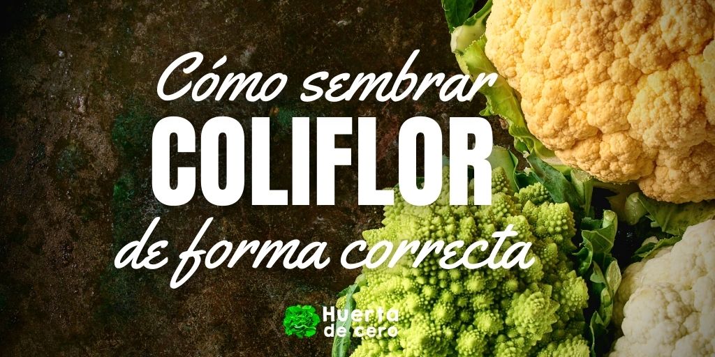 Guía completa: cómo plantar coliflor paso a paso para una cosecha exitosa