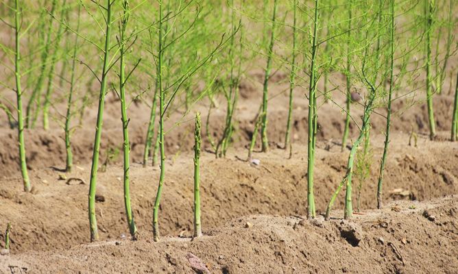 Guía completa: Cómo plantar espárragos trigueros paso a paso