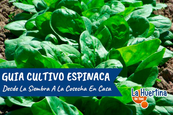 Guía completa: Cómo plantar espinacas de forma exitosa en tu huerto