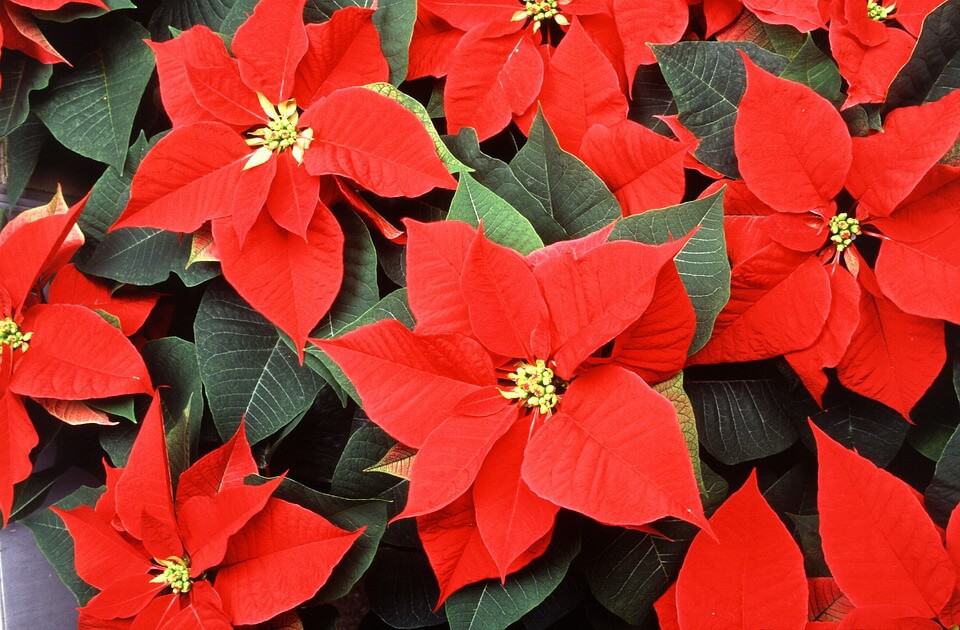 Guía completa: Cómo plantar esquejes de flor de pascua y hacerla florecer en tu jardín