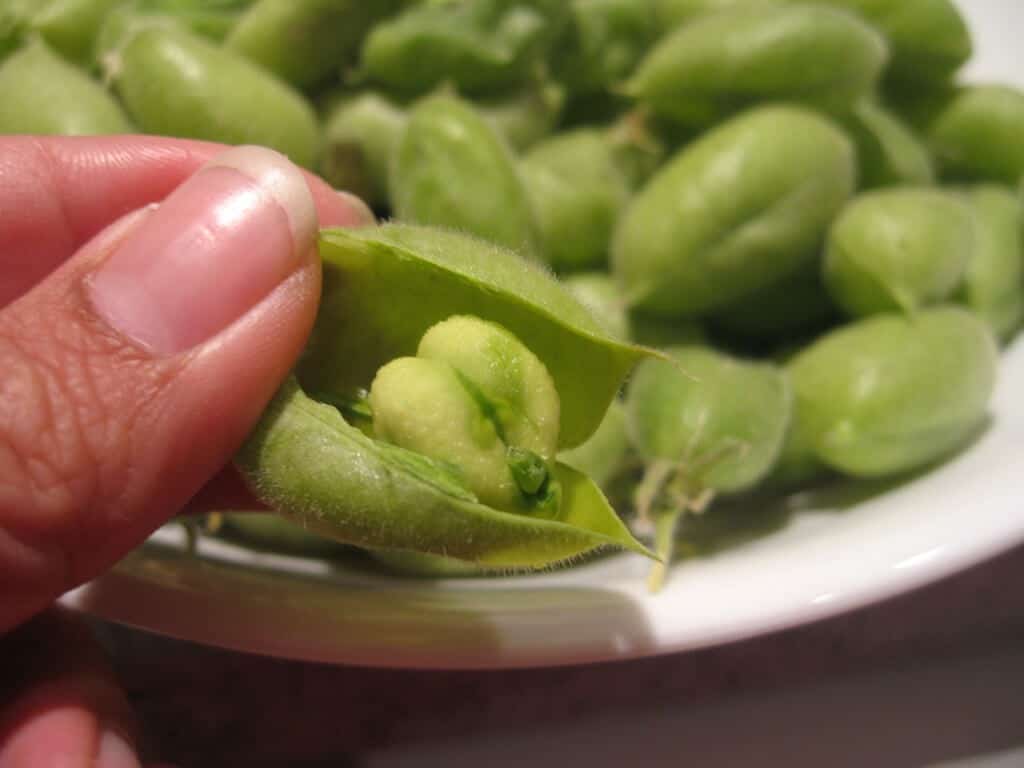 Guía completa: Cómo plantar garbanzos paso a paso