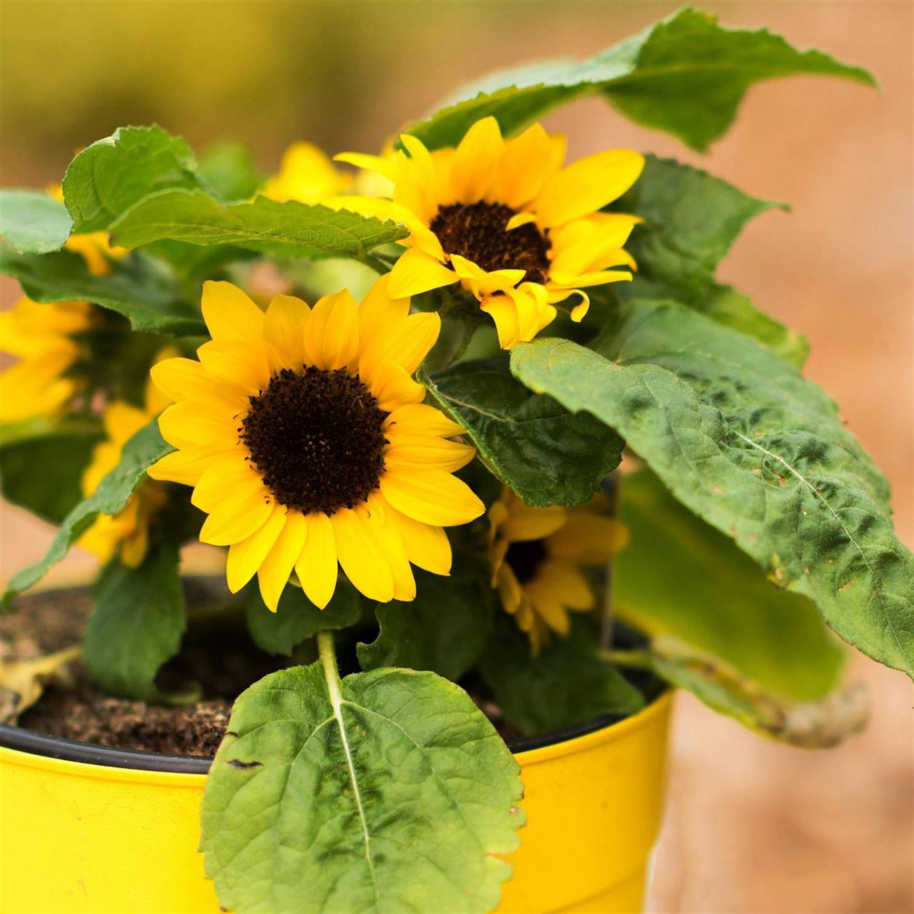 Guía completa: Cómo plantar girasoles en maceta paso a paso