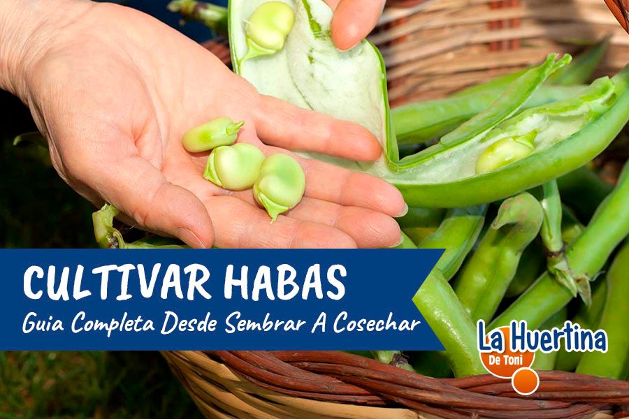 Guía completa: Cómo plantar habas en tu huerto urbano paso a paso