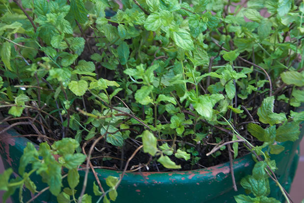 Guía completa: Cómo plantar hierbabuena en maceta de forma exitosa