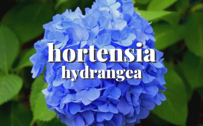 Guía completa: cómo plantar hortensias en macetas y tener hermosas flores en tu hogar