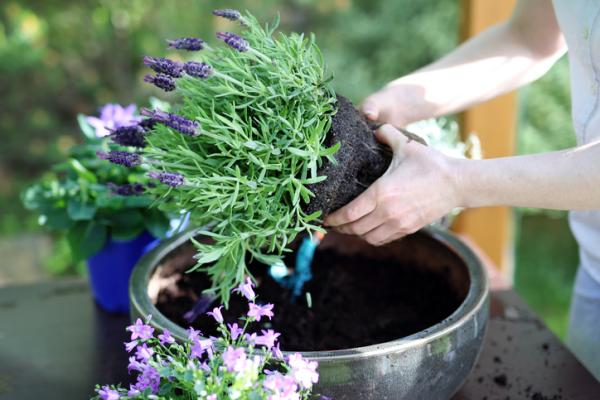 Guía completa: Cómo plantar lavanda en maceta paso a paso