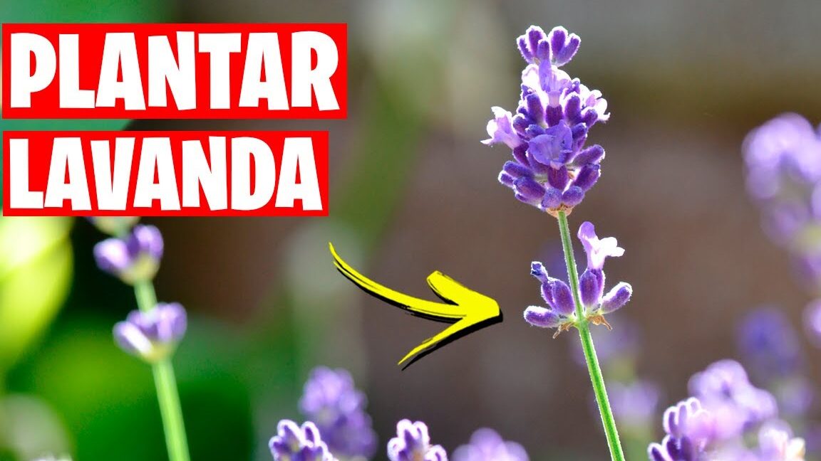 Guía Completa Cómo Plantar Lavanda Por Esquejes Y Obtener Un Hermoso Jardín Aromático 1323