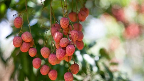 Guía completa: Cómo plantar lichis en maceta y disfrutar de su delicioso sabor en casa