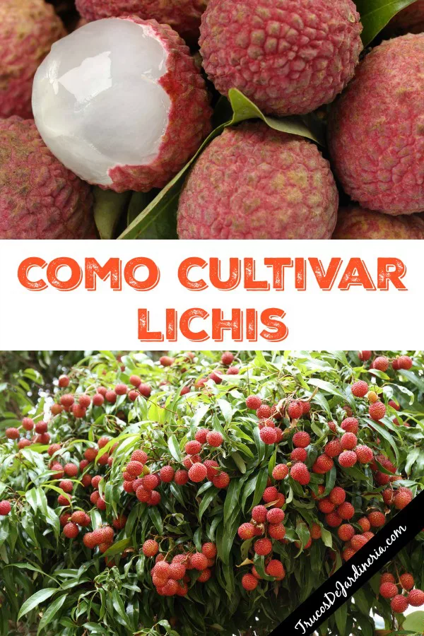 Guía completa: Cómo plantar lichis y disfrutar de esta exótica fruta en tu jardín