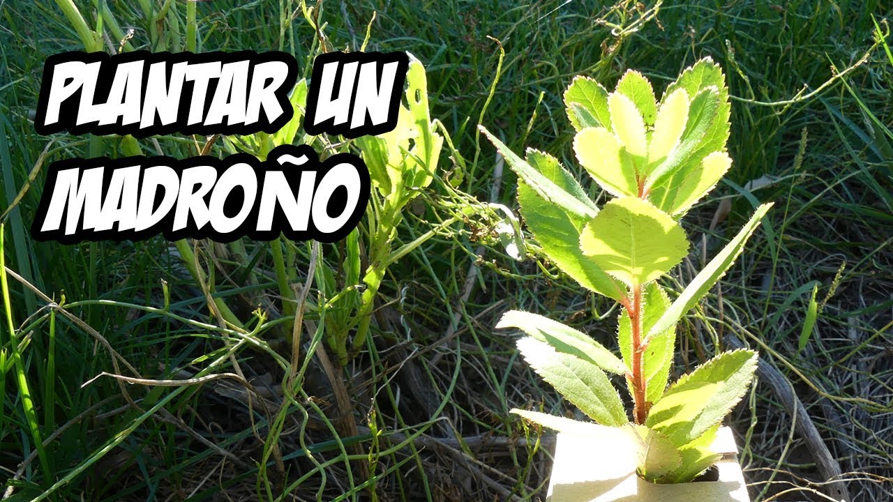 Guía completa: Cómo plantar madroño en tu jardín paso a paso