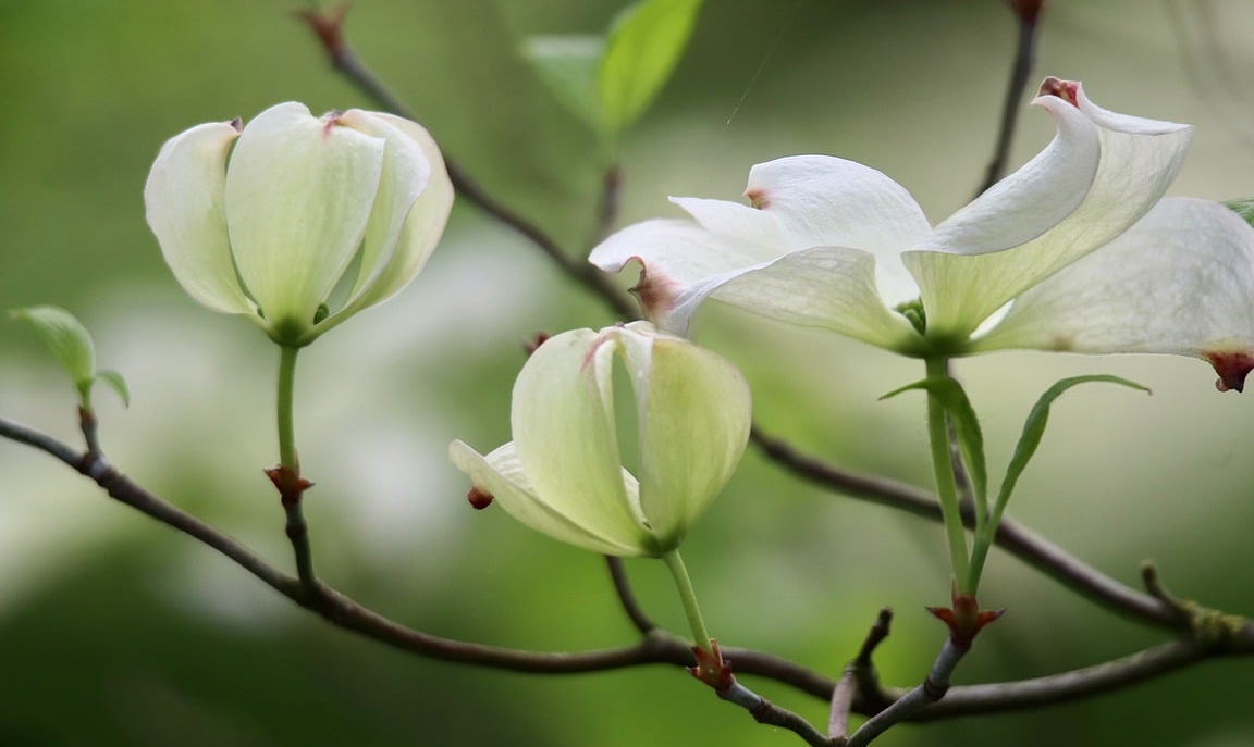 Guía completa: Cómo plantar magnolios y disfrutar de su exquisita belleza en tu jardín