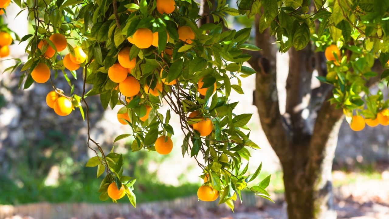 Guía completa: Cómo plantar naranjas con éxito en tu jardín