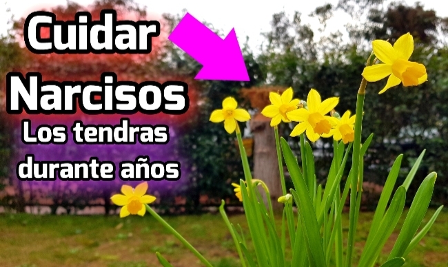 Guía completa: cómo plantar narcisos en macetas y disfrutar de su belleza en casa