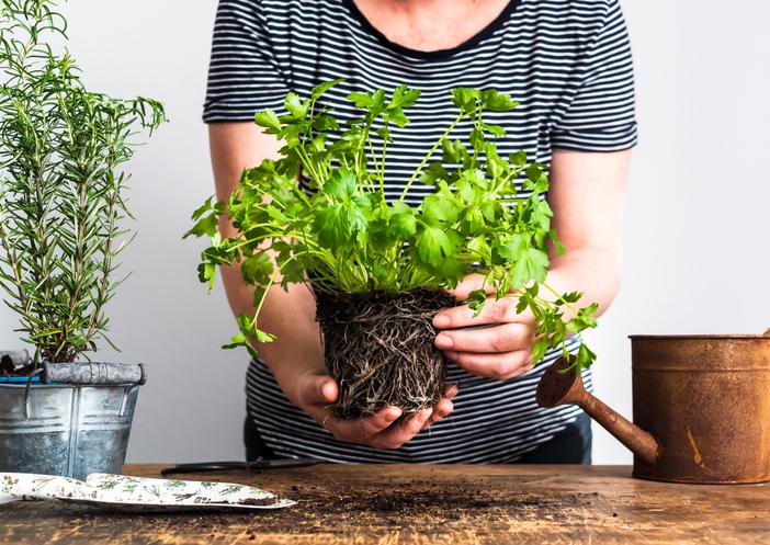 Guía completa: Cómo plantar perejil en maceta de forma exitosa