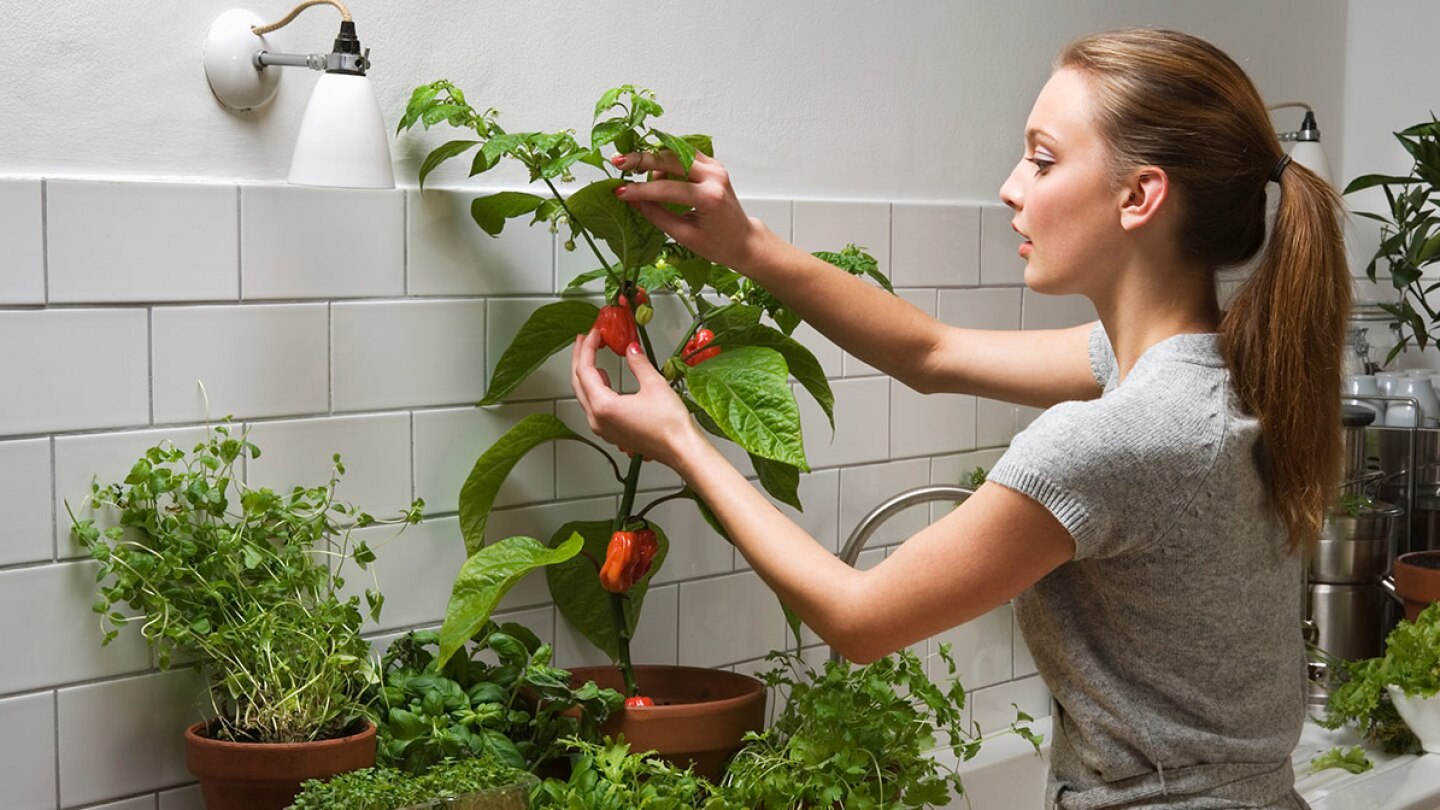 Guía completa: Cómo plantar pimientos en maceta paso a paso