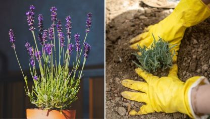 Guía completa: Cómo plantar semillas de lavanda paso a paso