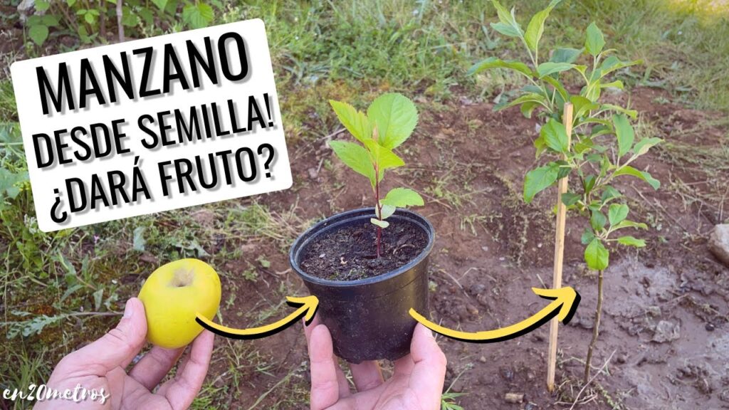 Guía completa: Cómo plantar semillas de manzano y garantizar su crecimiento exitoso