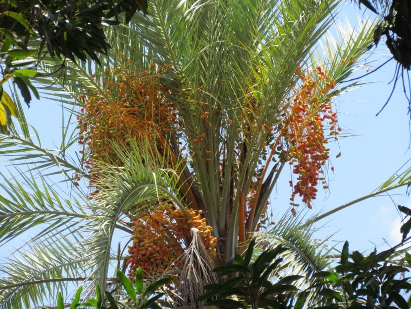 Guía completa: Cómo plantar semillas de palmera y lograr un crecimiento exitoso