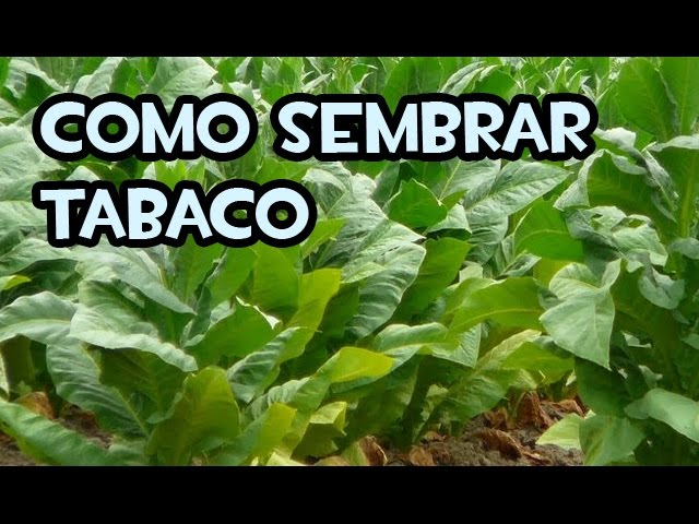 Guía completa: Cómo plantar tabaco en tu propio huerto