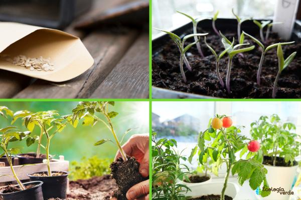 Guía completa: Cómo plantar tomate cherry en maceta paso a paso