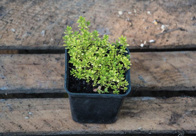 Guía completa: Cómo plantar tomillo paso a paso para tener una huerta aromática