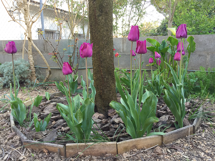 Guía completa: Cómo plantar tulipanes de Ámsterdam con éxito en tu jardín