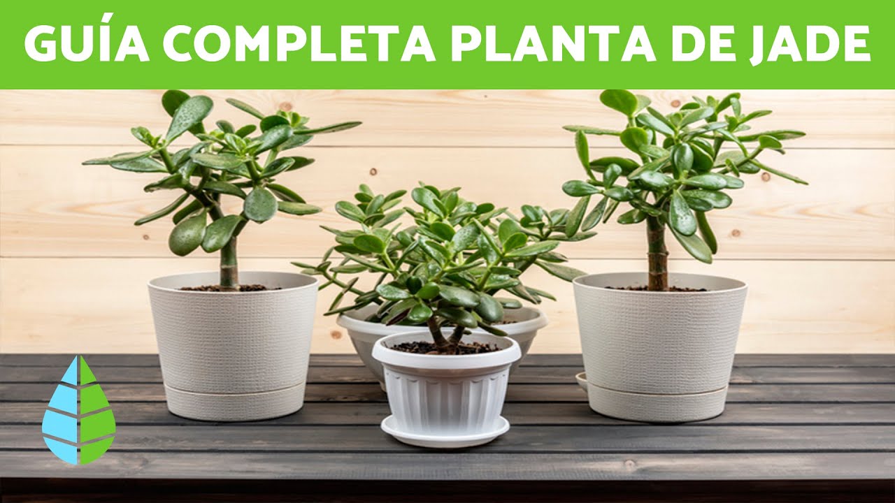 Guía completa: Cómo plantar un árbol de jade en tu hogar