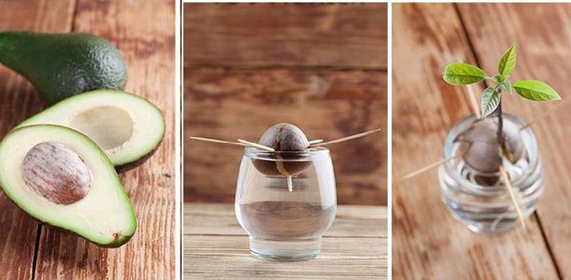 Guía completa: Cómo plantar un hueso de aguacate correctamente en agua